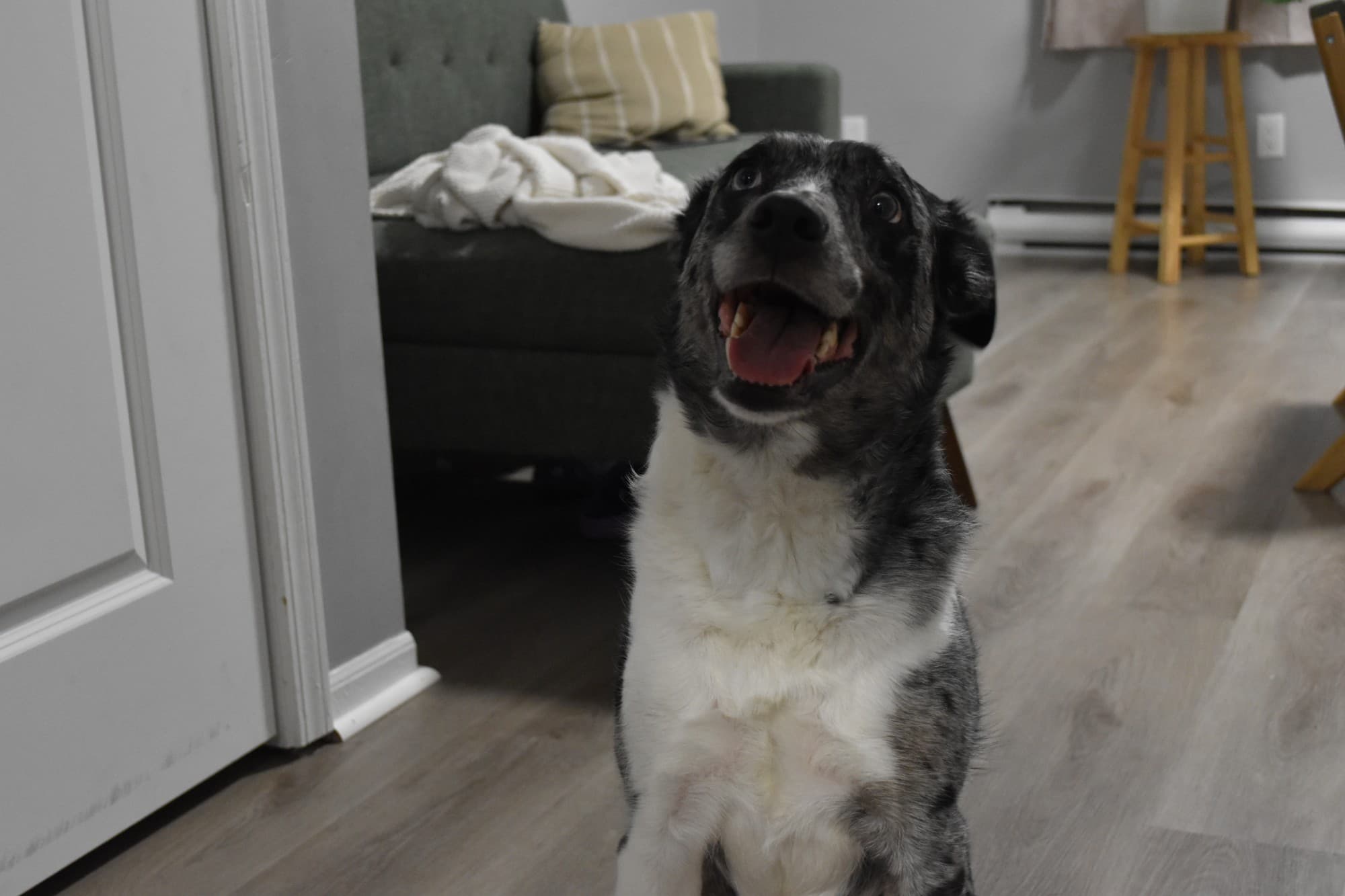 A happy dog sitting up indoors.