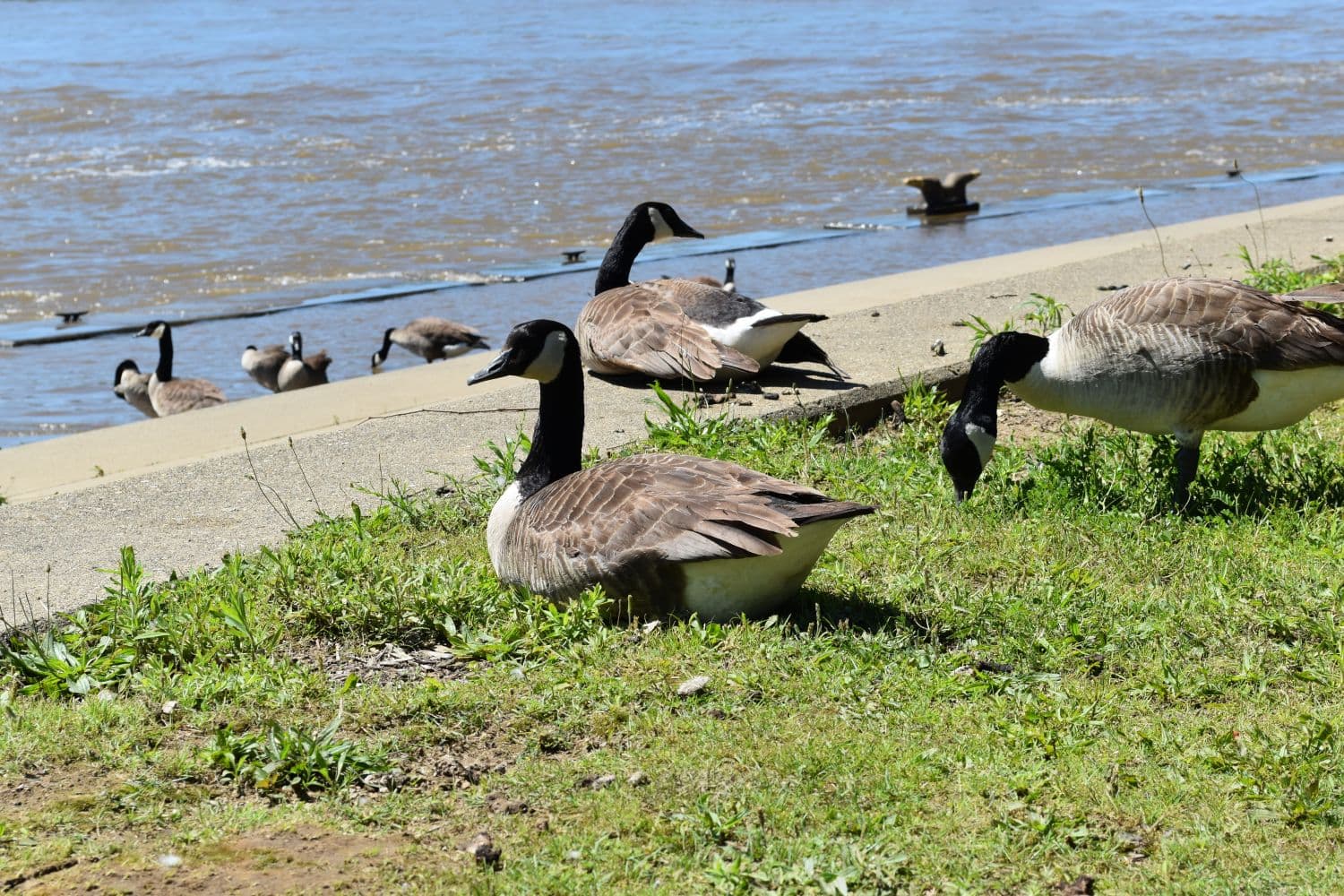 A small flock of Canada geese grazing beside a river.